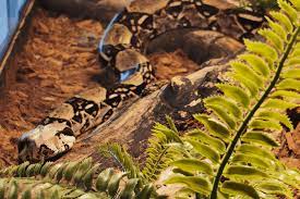 Best Bedding For Boa Constrictors