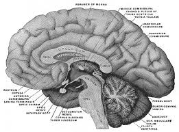 Sensory nuclei end up more to the sides and motor are more medially. Brain Stem Anatomy