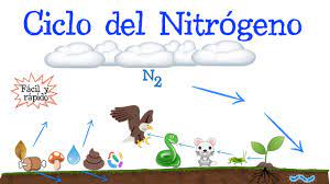 ciclo del nitrógeno fácil y