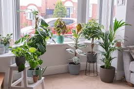 Home Oxy Plants