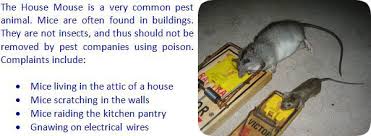 How To Keep Mice Away From Your House