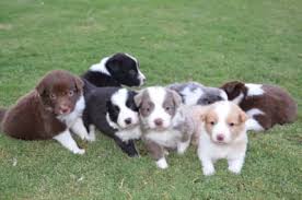 border collie puppies in adelaide