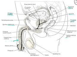 It includes a pair of testes along with accessory ducts, glands and the external genitalia. Blank Male Reproductive System Diagram Human Anatomy