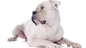 They are said to be the descendant of english bull. American Bulldog Breed Information Pictures Dogtime