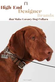 14 luxury dog collars by high end