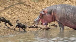 Watch: Hippo tussles with wild dogs over kudu carcass | Animal Behaviour | Earth Touch News