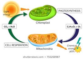 Photosynthesis Respiration Stock Illustrations Images