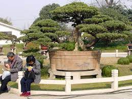 white pine bonsai