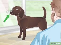 How to get a cat to stop sneezing. 3 Ways To Stop Reverse Sneezing In Dogs Wikihow Pet