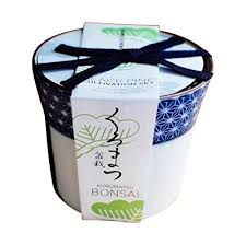 5.0 из 5 звездоч., исходя из 1 оценки товара(1). Japanese Black Pine Bonsai Kit In Ceramic Planter Just Add Water Want To Know More Gardening Hack Click On The Im Bonsai Kit Black Pine Bonsai Pine Bonsai