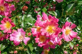 how to grow and care for drift roses