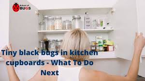 tiny black bugs in kitchen cupboards