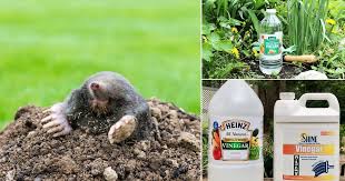 get rid of ground moles with vinegar