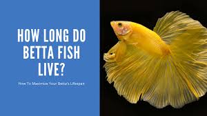 how long do betta fish live 8 major
