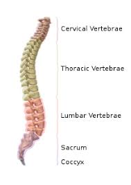 In the next article of this series, we will look at more advanced topics associated. Vertebra Wikipedia