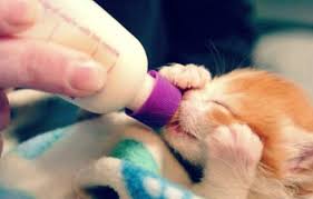 Makanan yang cocok untuk kitten dan baby kitten, begini penjelasan dokter hewan fery. Makanan Anak Kucing Umur 1 Bulan Yang Menyehatkan Hobinatang