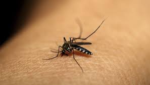 Bildresultat för malaria mosquito
