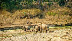 Rajaji National Park, Chilla, Haridwar Wildlife, Flora & Fauna, Rajaji Wildlife Park