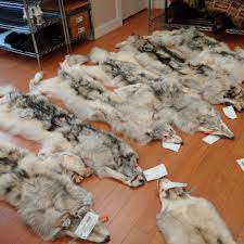 wolf hides furcanada