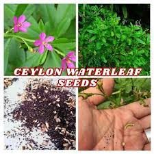 waterleaf seeds 200 ceylon surinam