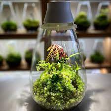 anese moss terrarium with led