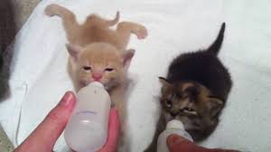 Find this pin and more on vet videos by illaina euvrard. 4 Week Old Kittens Bottle Feeding Youtube