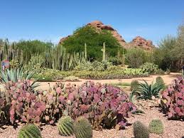 nature at the desert botanical garden