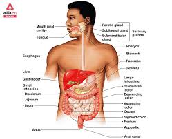 human digestive system diagram parts