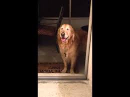 This Golden Retriever Is Too Scared To