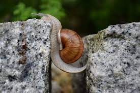 garden snails habits habitat a