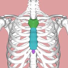 That is, they are located behind the smooth peritoneal lining of the they are just below the rib cage. Sternal Pain Different Causes Physiopedia