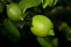lime growing guide tui prepare