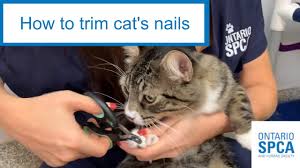 how to trim cat s nails step by step