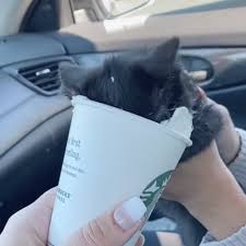 According to a webmd article posted by commenter lungbutter211 , not all cats are completely lactose intolerant. Kitten With Head In Starbucks Cup Of Whipped Cream Tiktok Popsugar Pets