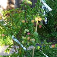 grow 4 types of fruit on the same tree
