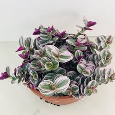 Full of all your favourite flowers, plus new ideas to try, we also feature our guides to. Tradescantia Nanouk Pink Trailing House Plant Full Plant Uk Stock Plants Uk House Plants Plants