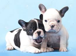 Feel free to browse hundreds of active classified puppy for sale listings, from dog breeders in pa and the surrounding areas. Couple In Love French Bulldogs Puppy Stock Photo Picture And Royalty Free Image Image 12195215