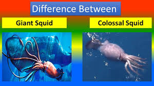 difference between giant squid and