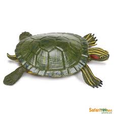 Safaripedia Red Eared Slider Turtle