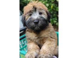 soft coated wheaten terrier puppy id