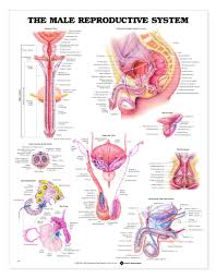 The Male Reproductive System Anatomical Chart Reproductive