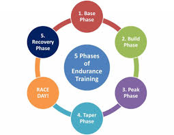 5 phases of endurance training