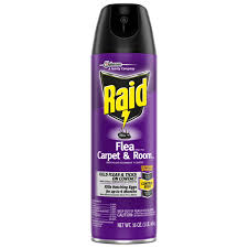 raid flea plus carpet room