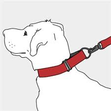 Pinwheel Gypsy Traveller Martingale Dog Collar