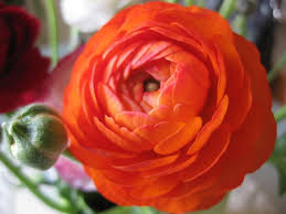 Vaso di fiori che contiene anche rose. Fiori Bianchi Simili A Rose