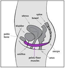 what is the pelvic floor