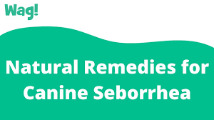 natural remes for canine seborrhea