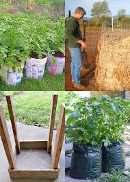 grow potatoes in containers bags 8