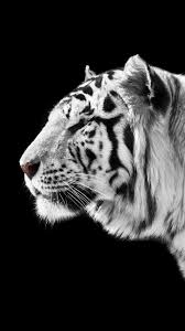 Search free white tiger wallpapers on zedge and personalize your phone to suit you. White Tiger Iphone Wallpapers Wallpaper Cave