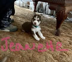 People or pages in weld county, colorado. Siberian Husky Puppies For Sale Johnstown Co 310287